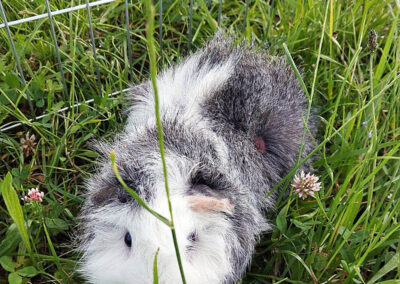 Kaninchen, Moderbacher